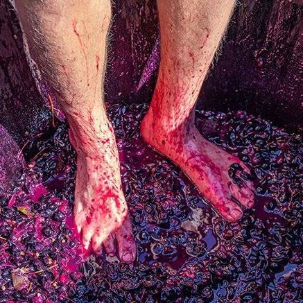 Stomping grapes at Enoch's Stomp Winery