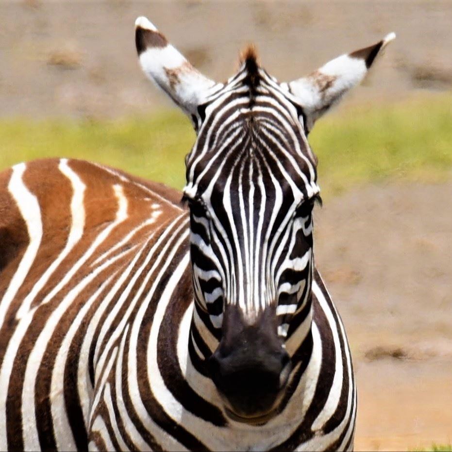 zebra