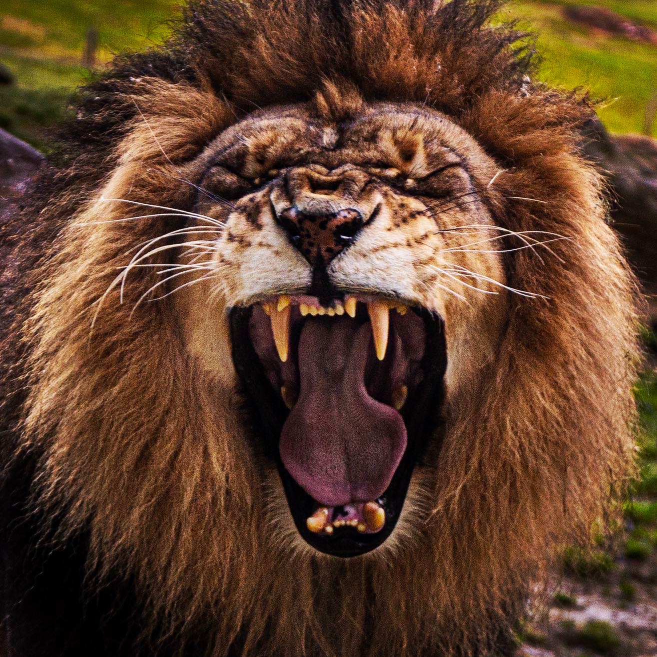 Roaring lion at Tyler's Caldwell Zoo