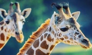 Caldwell Zoo Giraffes