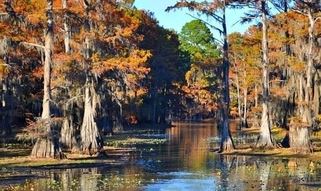 Peaceful bayou scene with tall cypress trees draped in fall foliage, lining a calm waterway