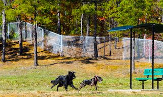 Dogs play at Stragent Dog Park