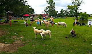 Lazy Z Mini Ranch & Petting Zoo
