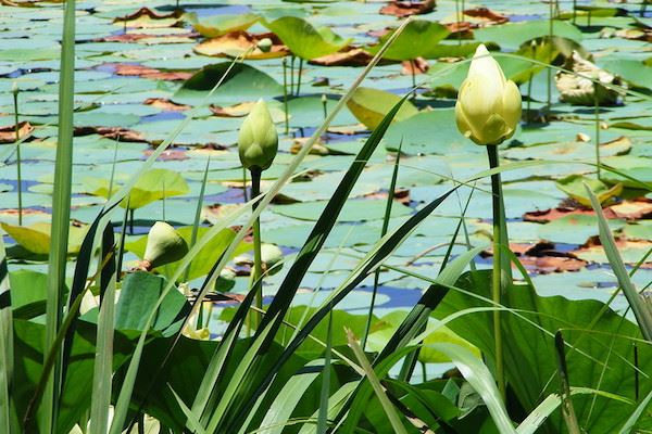 Lake Palestine during the Springtime