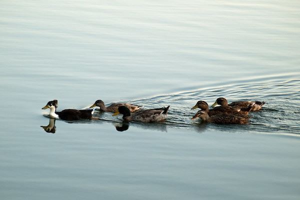 Ducks at Martin Creek Lake